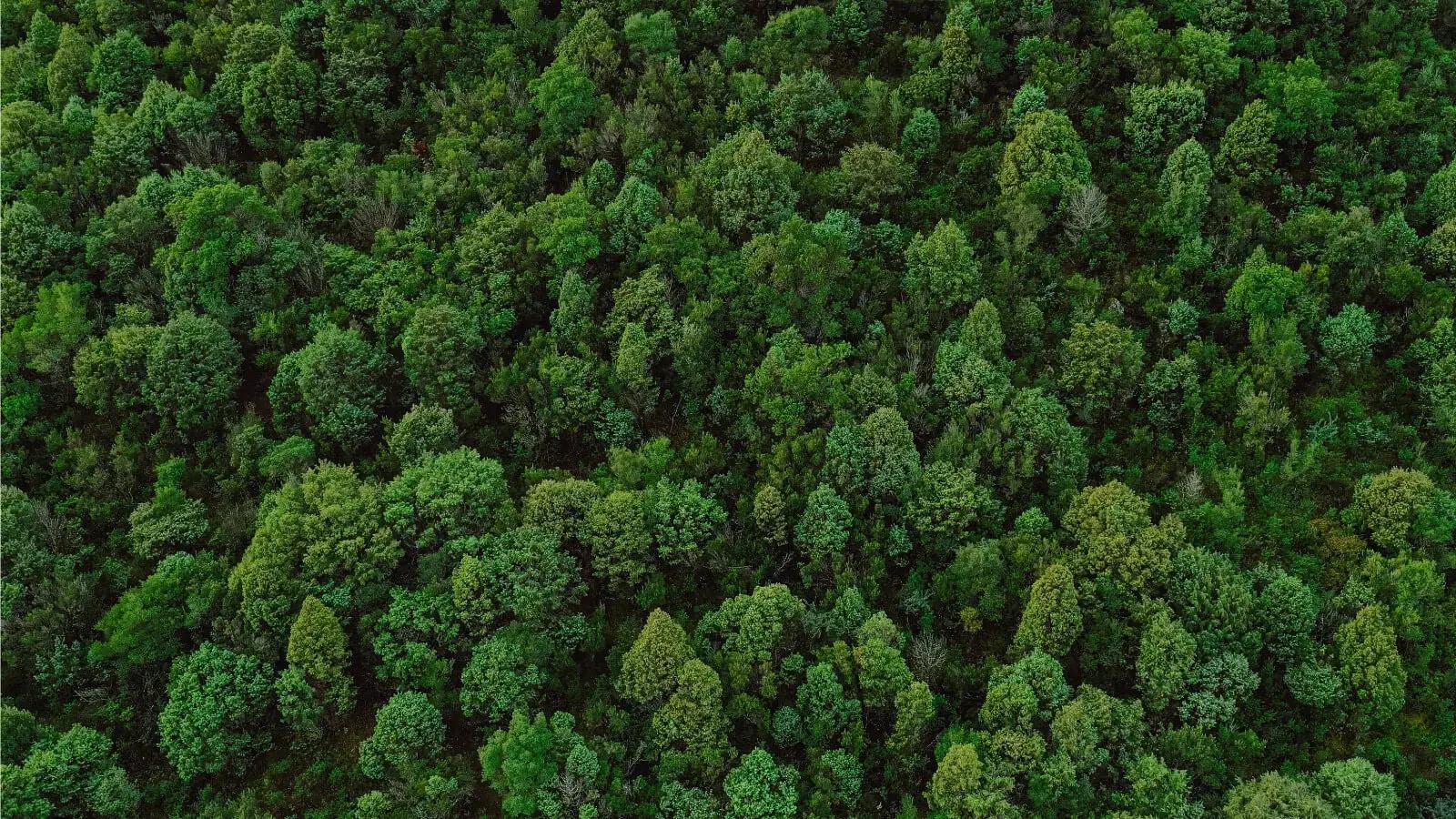 La forêt Wellcom