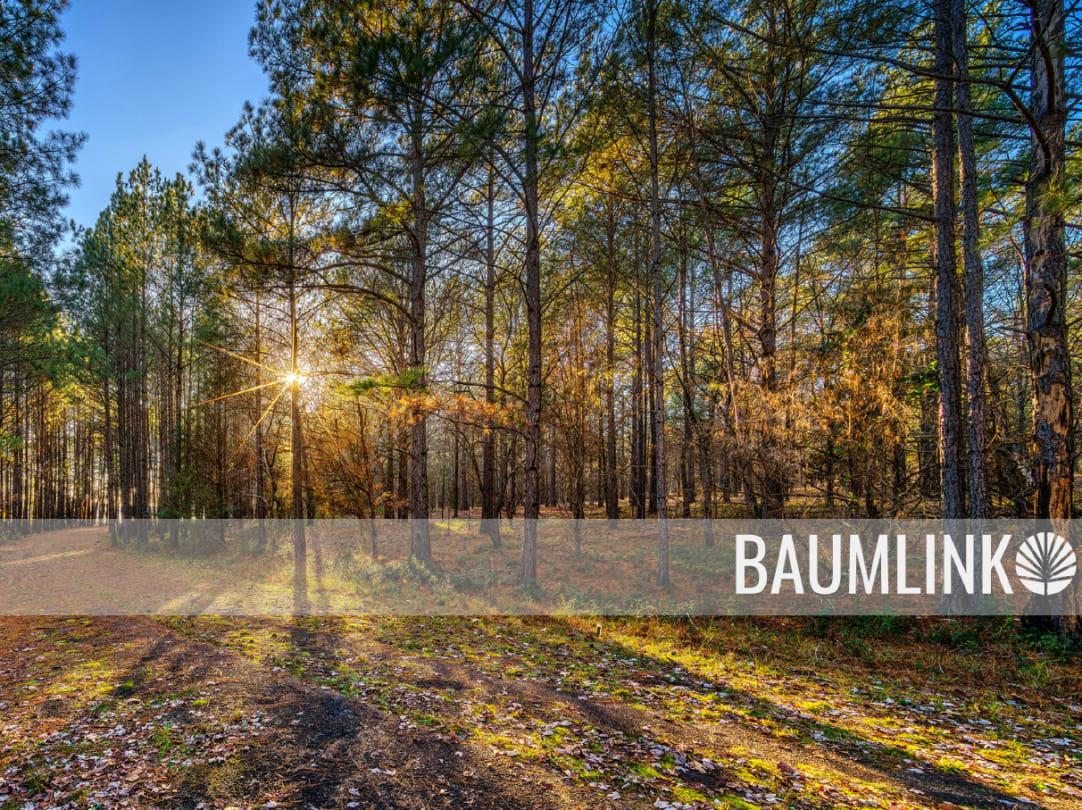 BAUMLINK FOREST