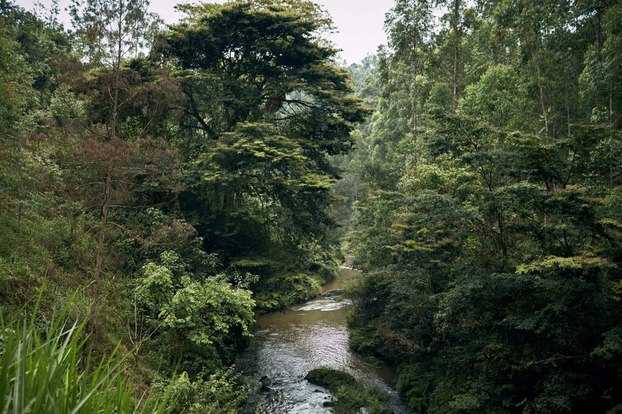 Portugal Radiopharmaceutical Forest