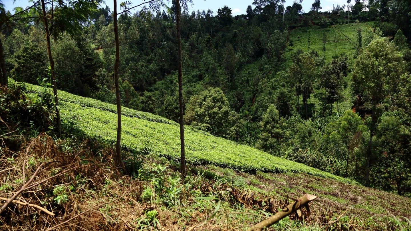 LA FORESTA DI ARCA VITA