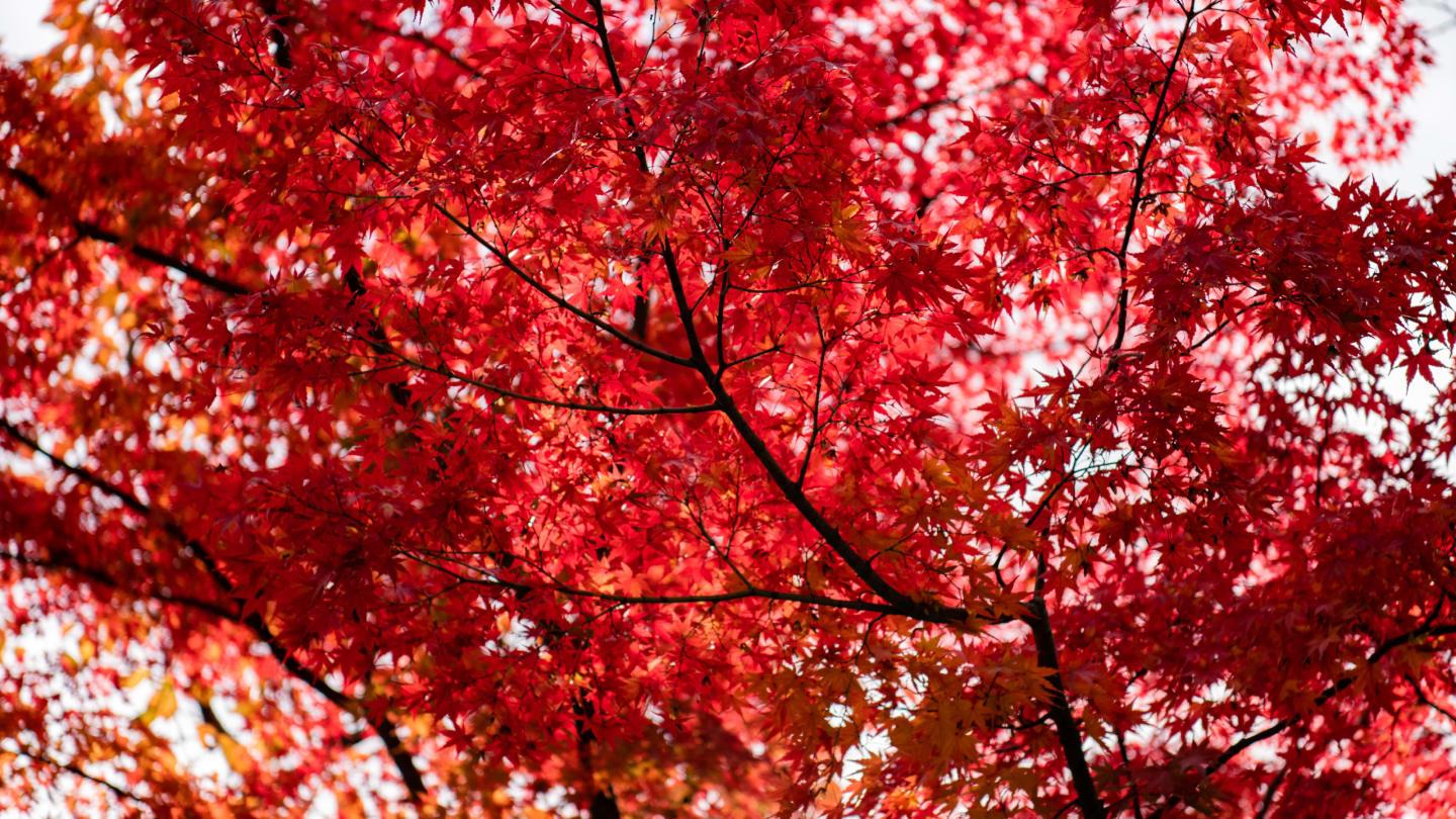 The Red Flower Factory Forest