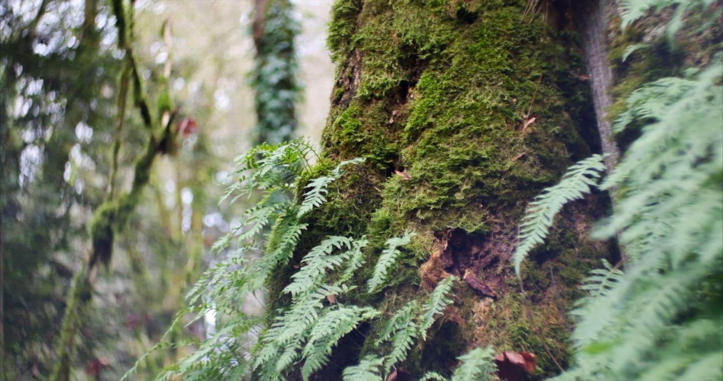 The Mental Clarity Forest