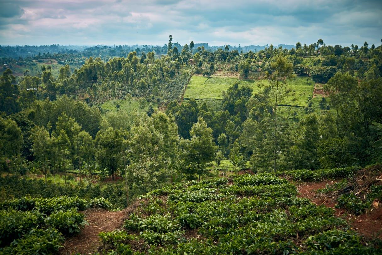 Central Western Cluster Forest