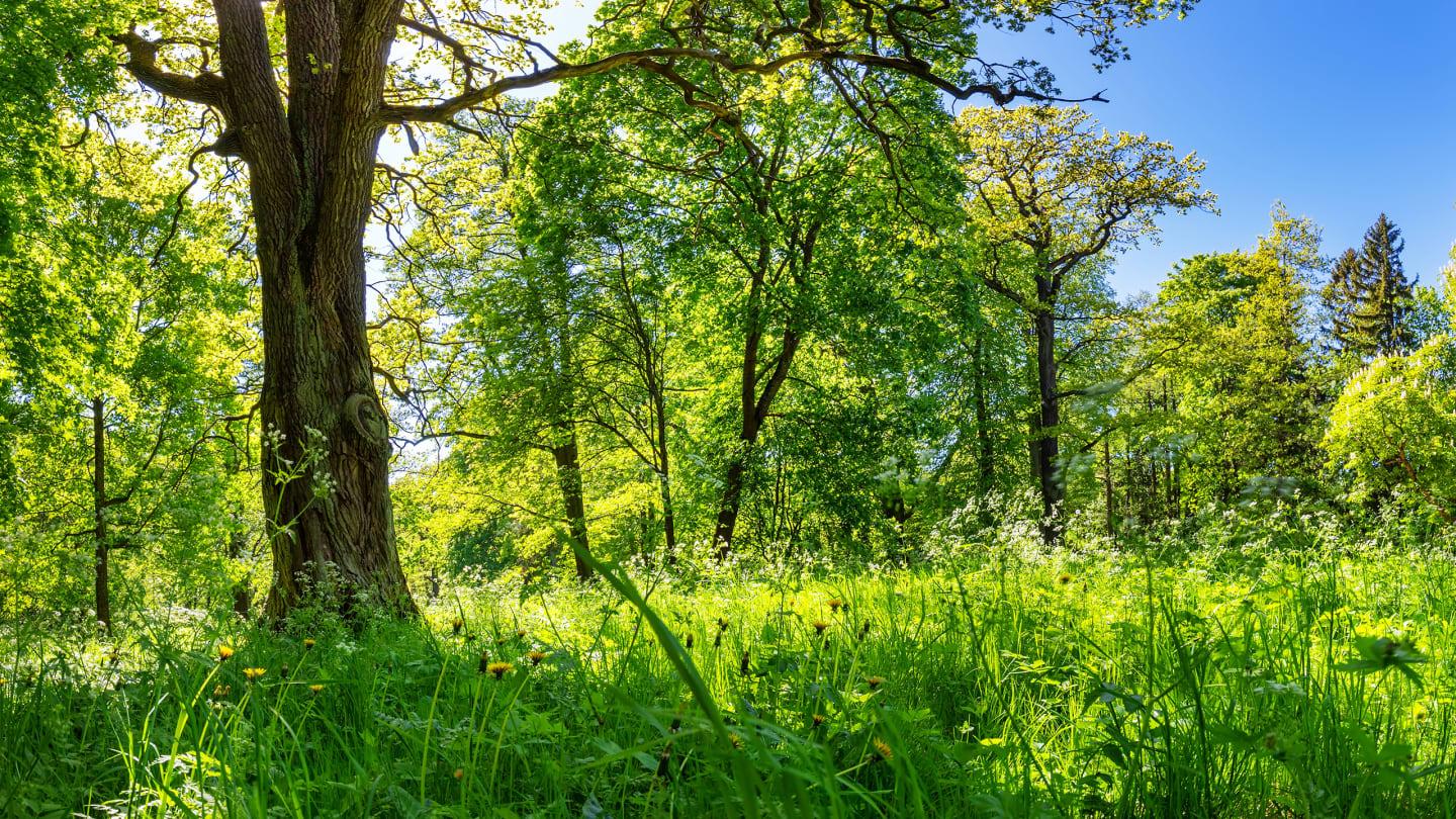 Freudenberg Wald