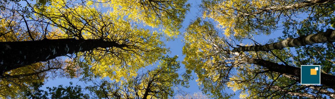 La Foresta dei Giovani di BCC Felsinea