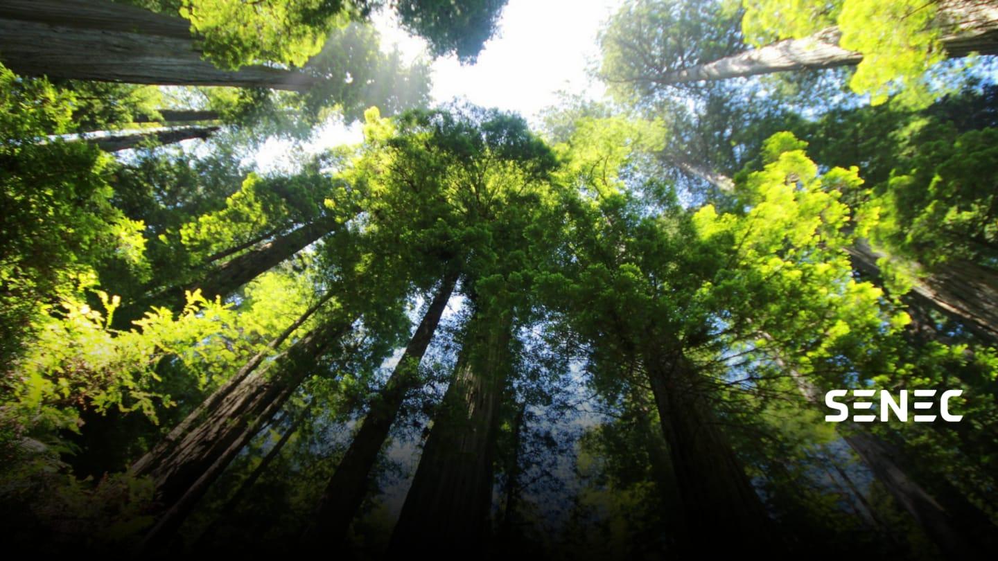 La foresta di SENEC Italia