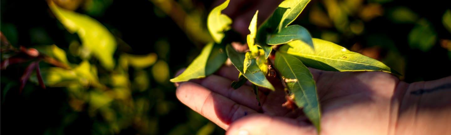 NOI, la nostra foresta