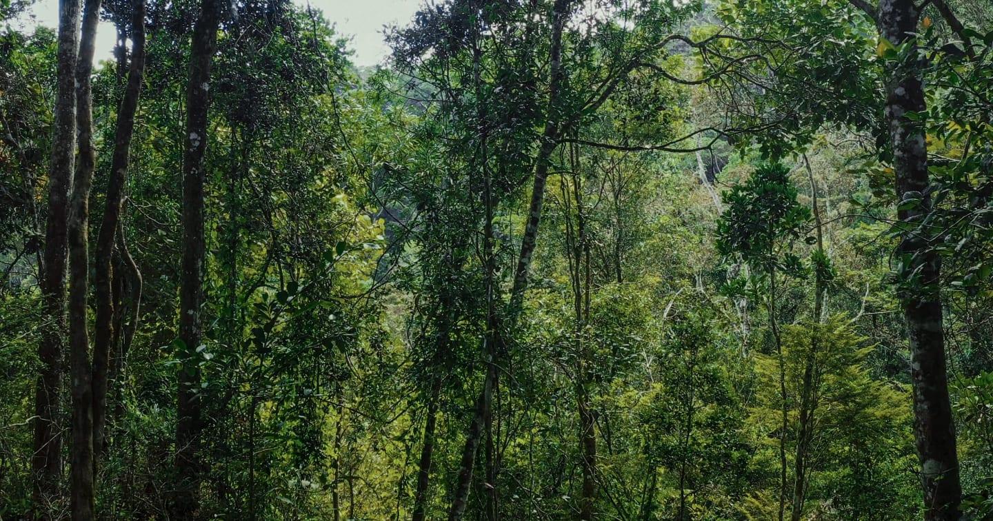 Germany Radiopharmaceutical Forest