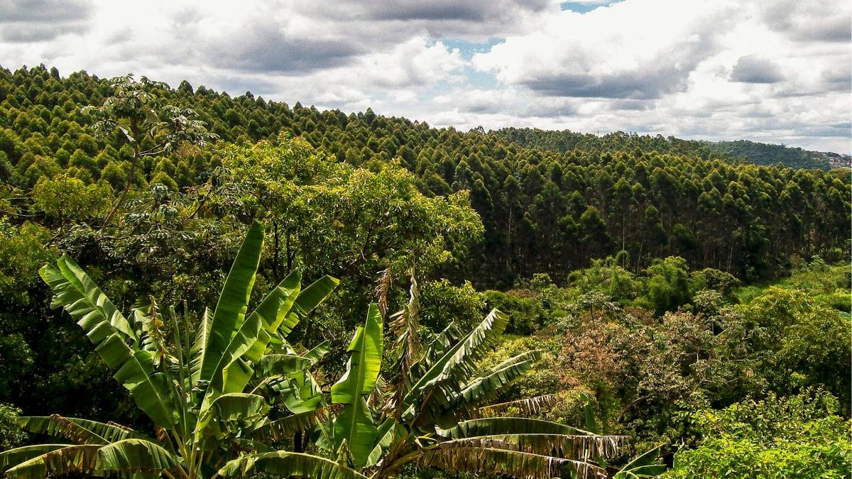 Stakeholder-Wald Madagaskar