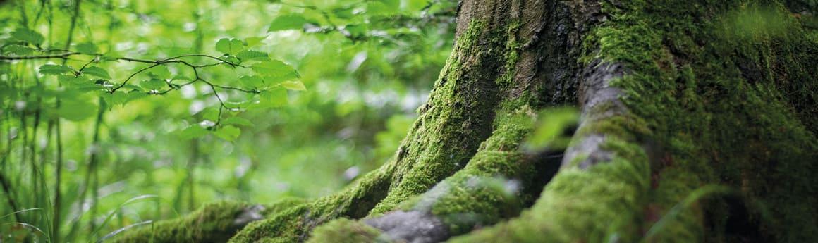 Wald ist Zukunft