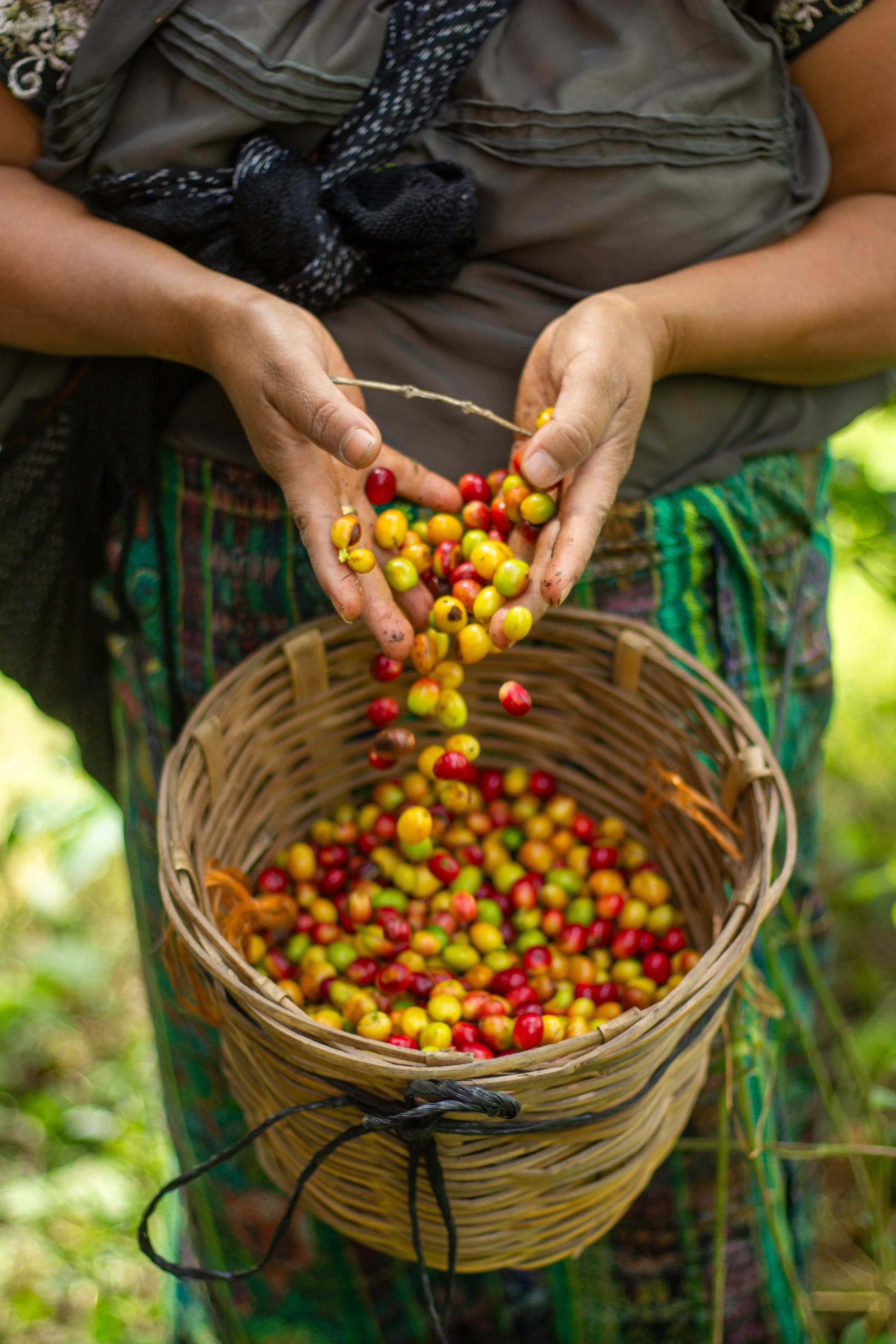 Caffè Doña Lucero