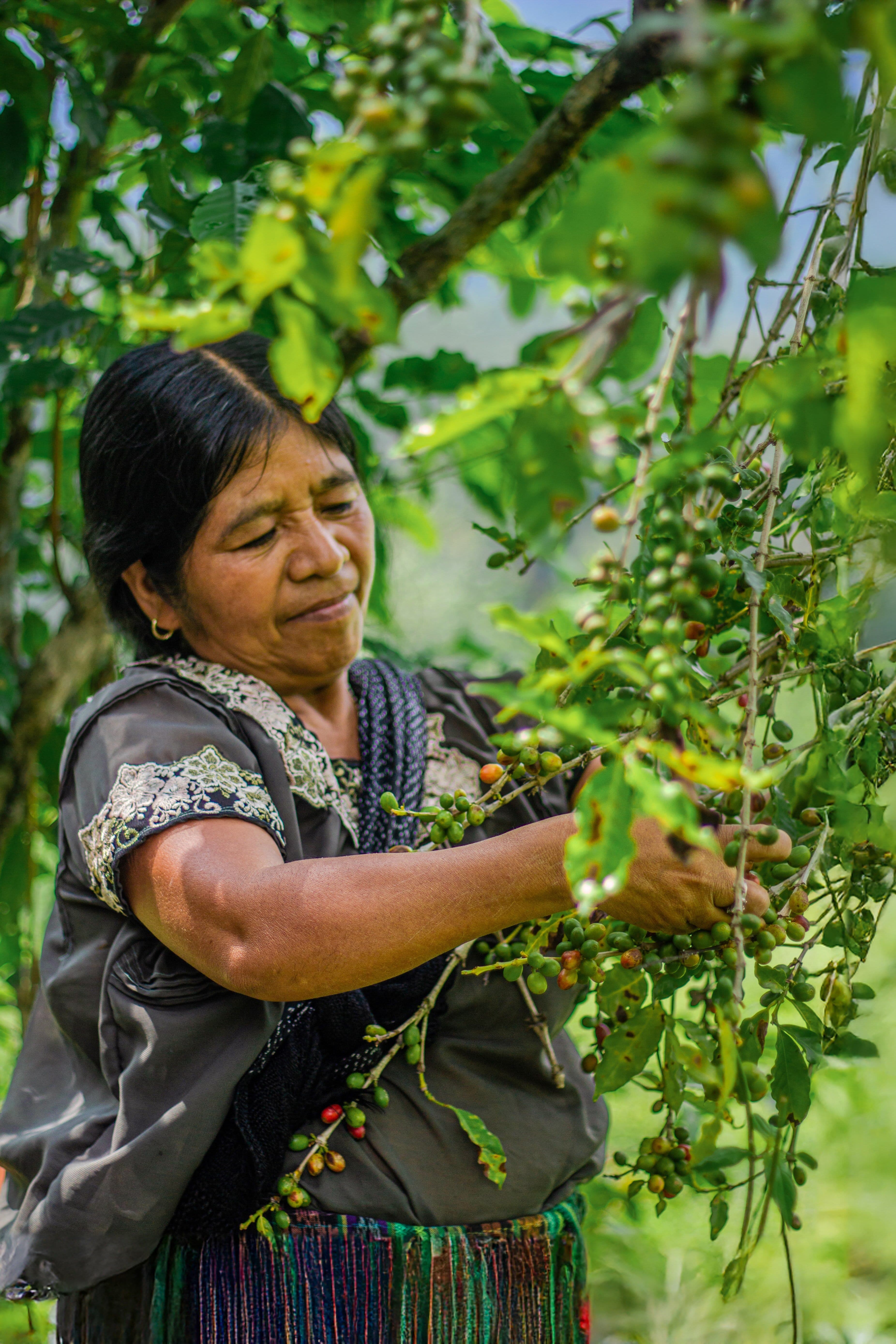 Caffè Doña Lucero