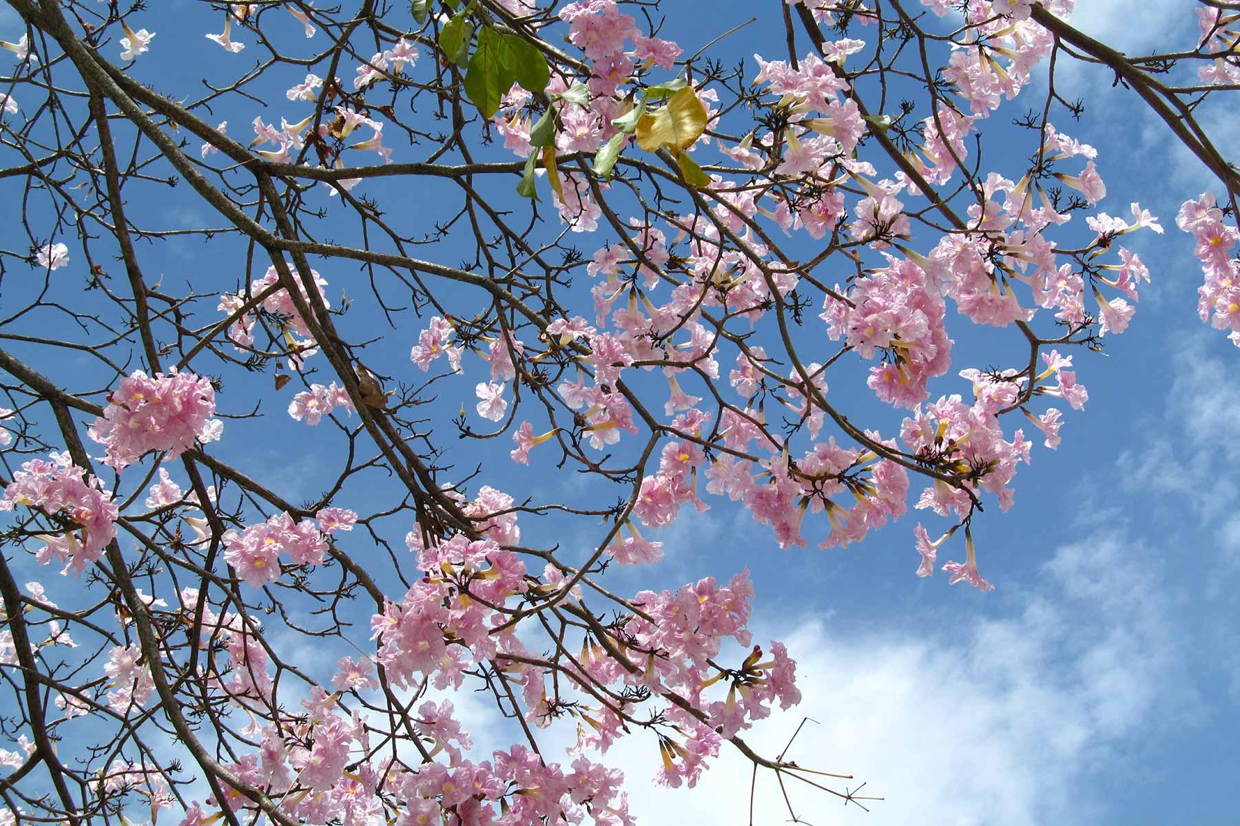 Tabebuia rosea