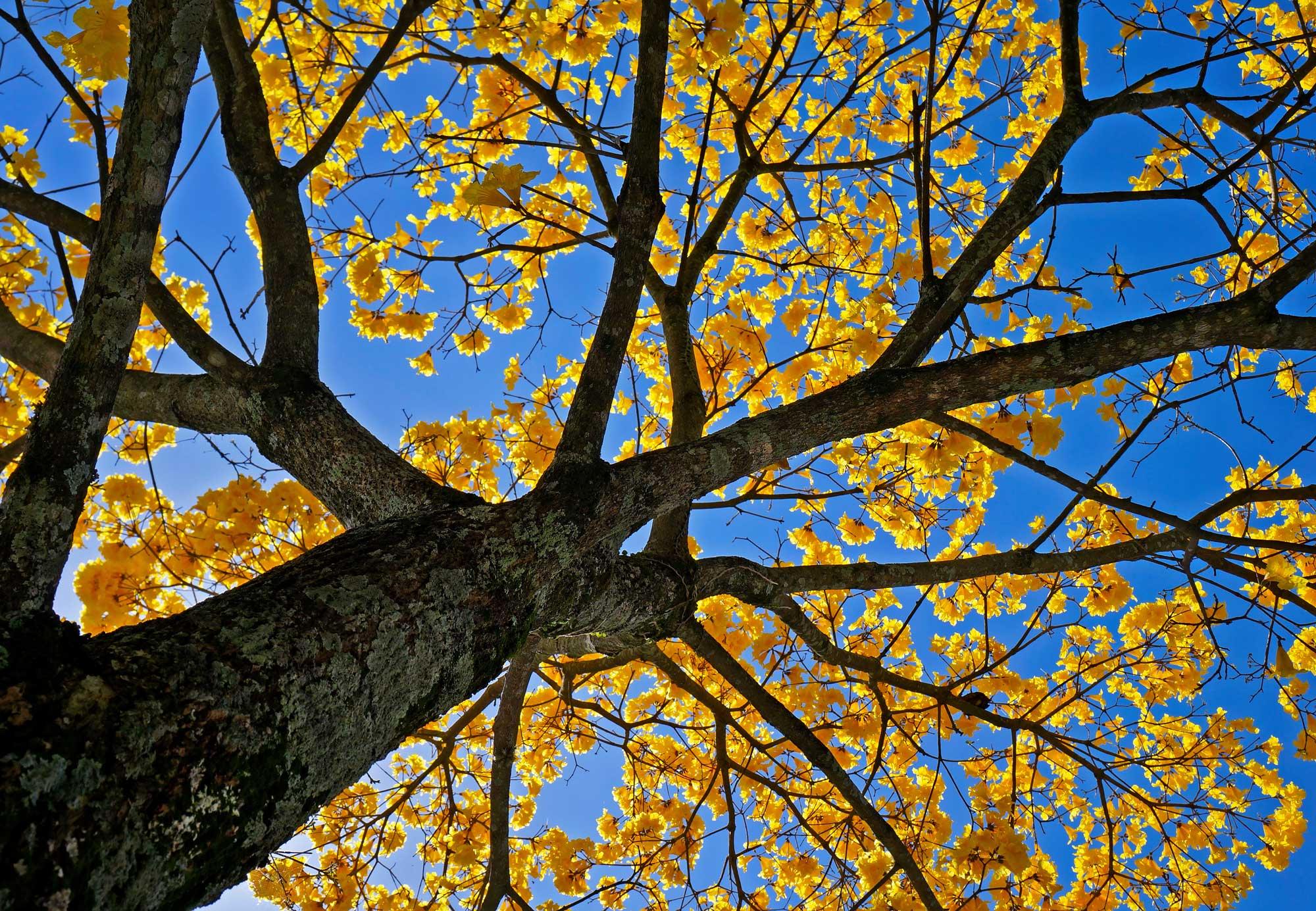 Tabebuia chrysea