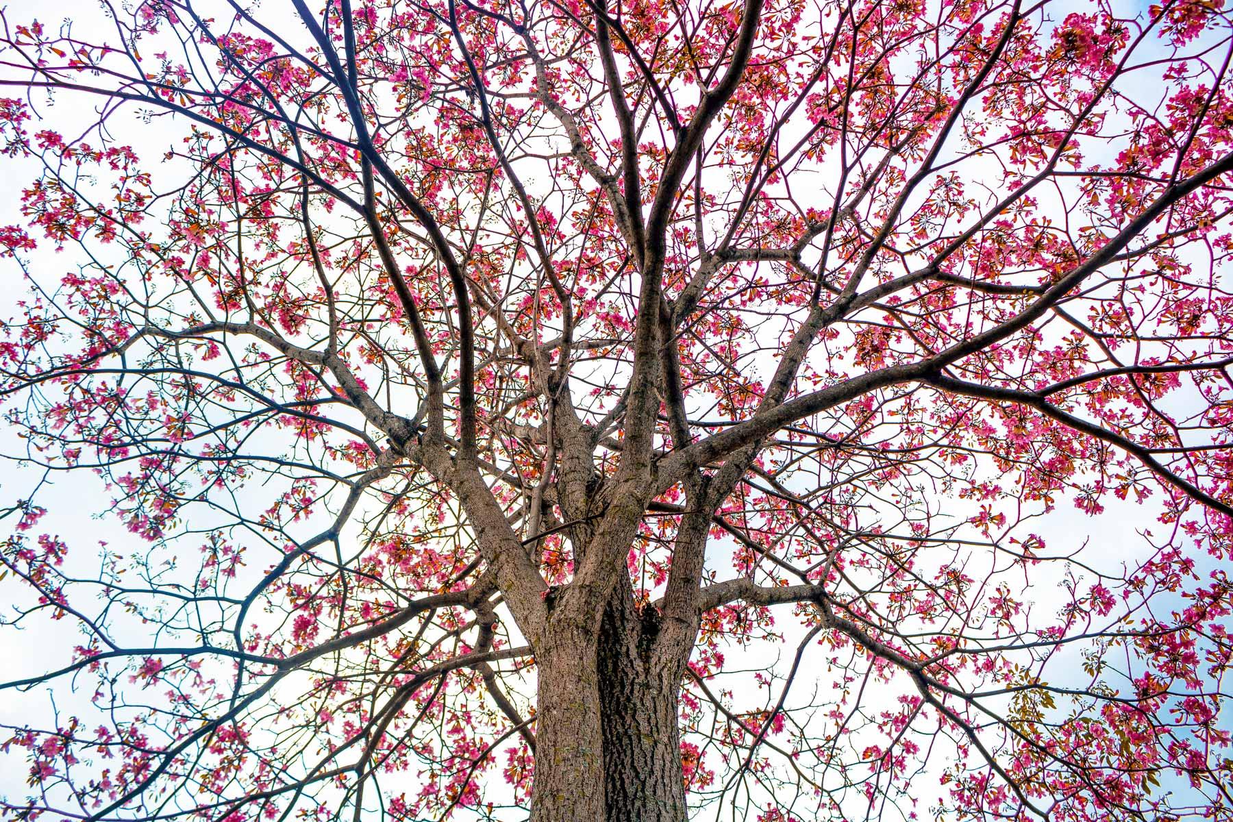 Tabebuia rosea