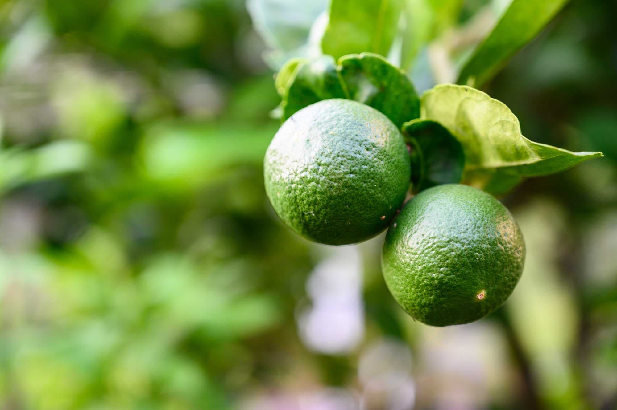 Citrus latifolia
