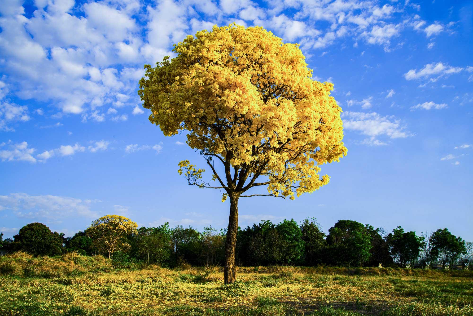Tabebuia chrysea
