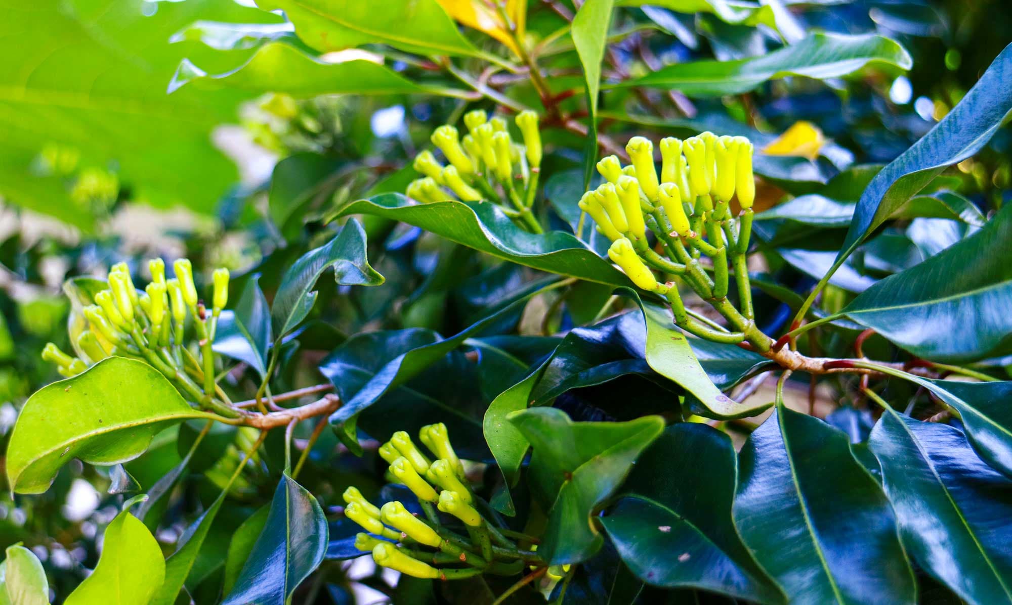 Syzygium aromaticum