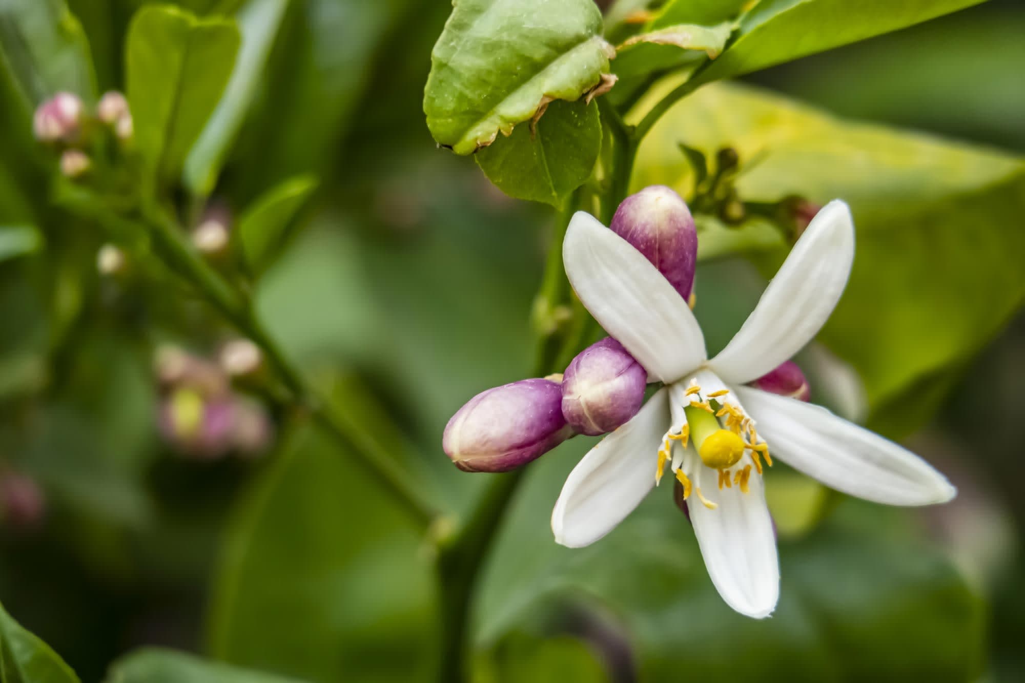 Citrus latifolia