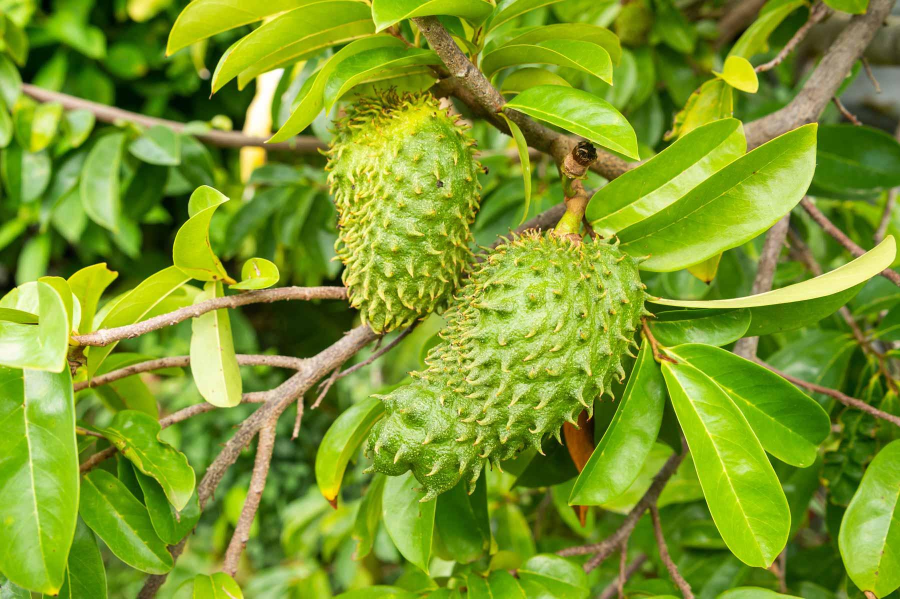 Annona muricata