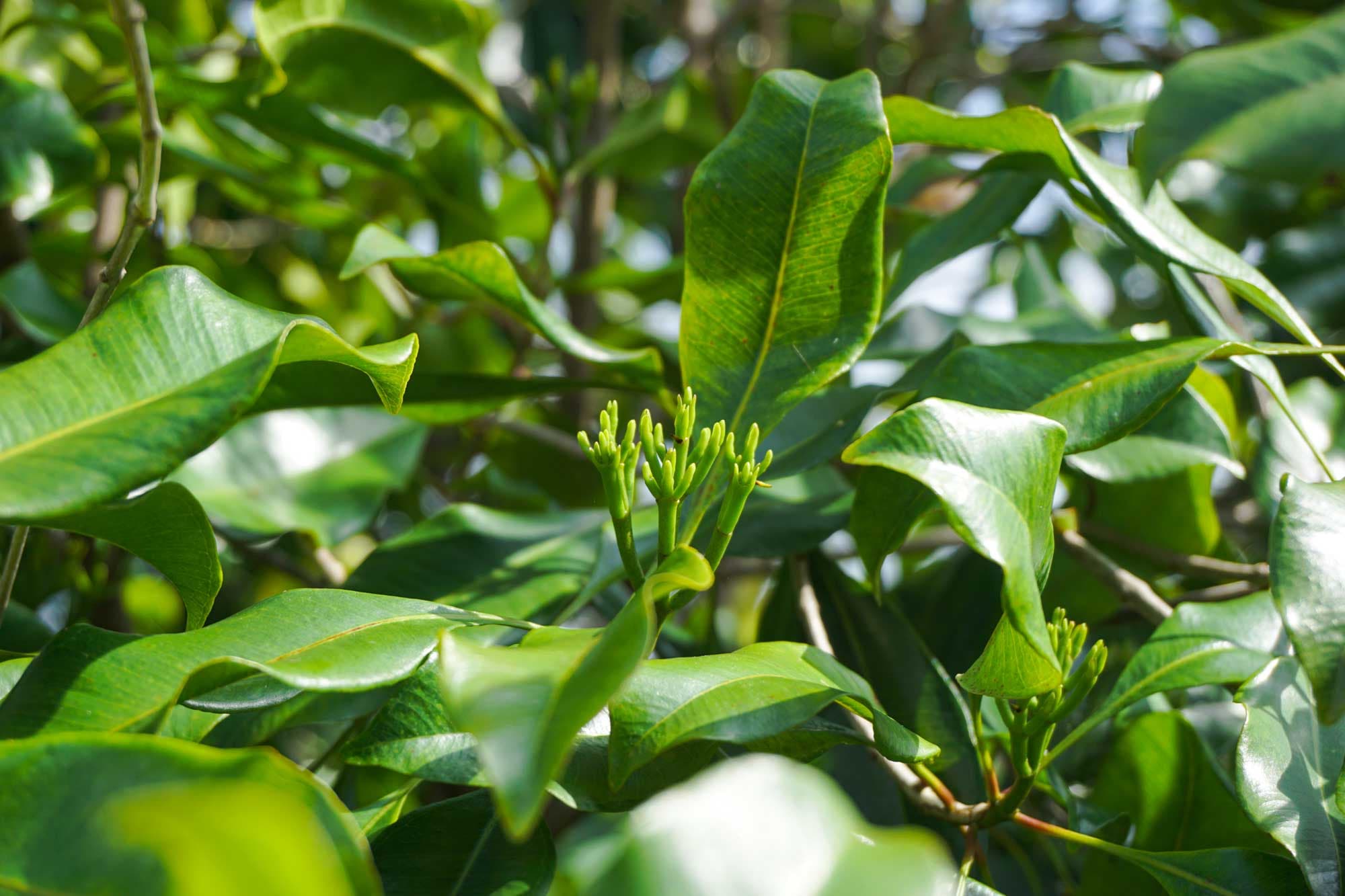 Syzygium aromaticum
