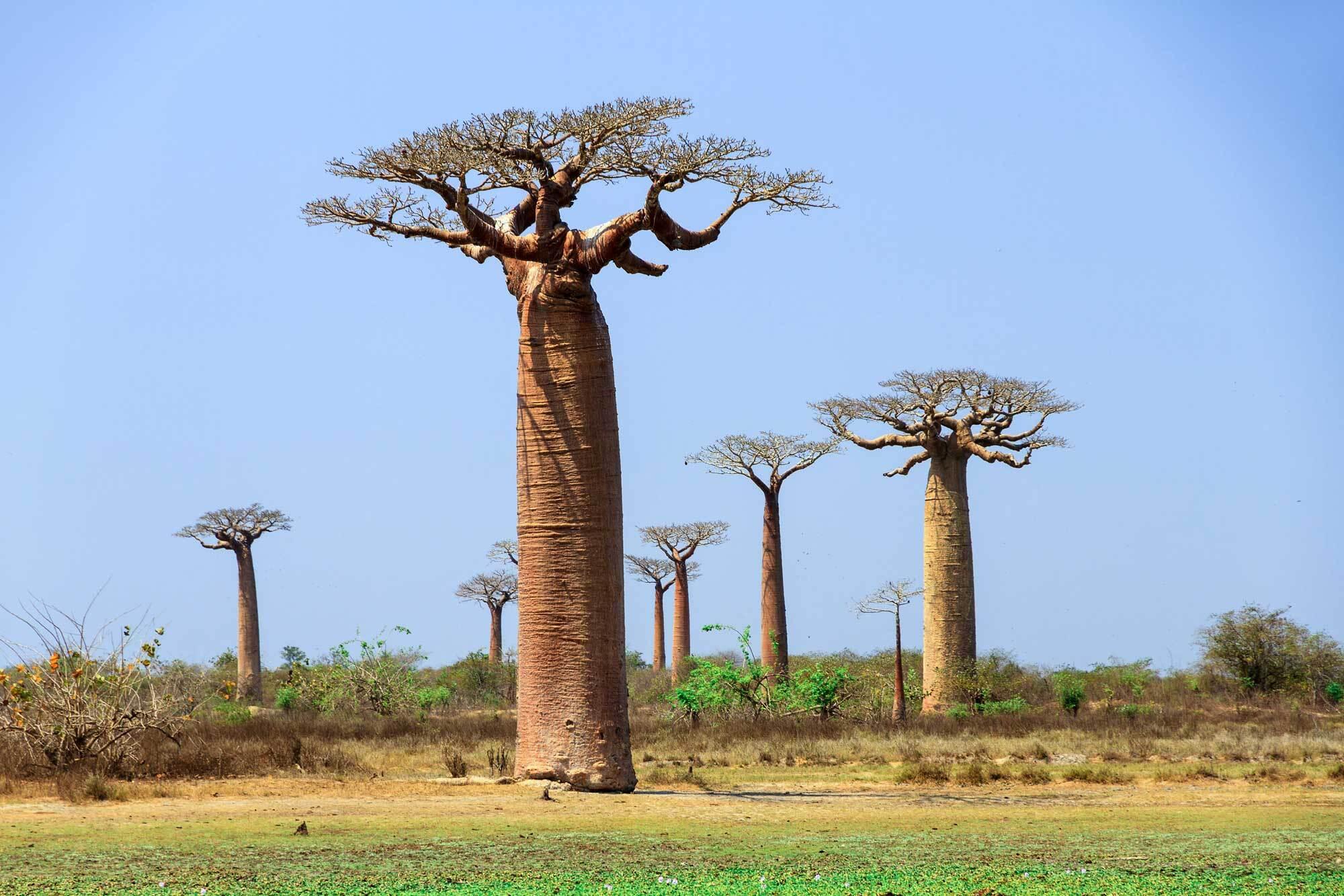 Adansonia