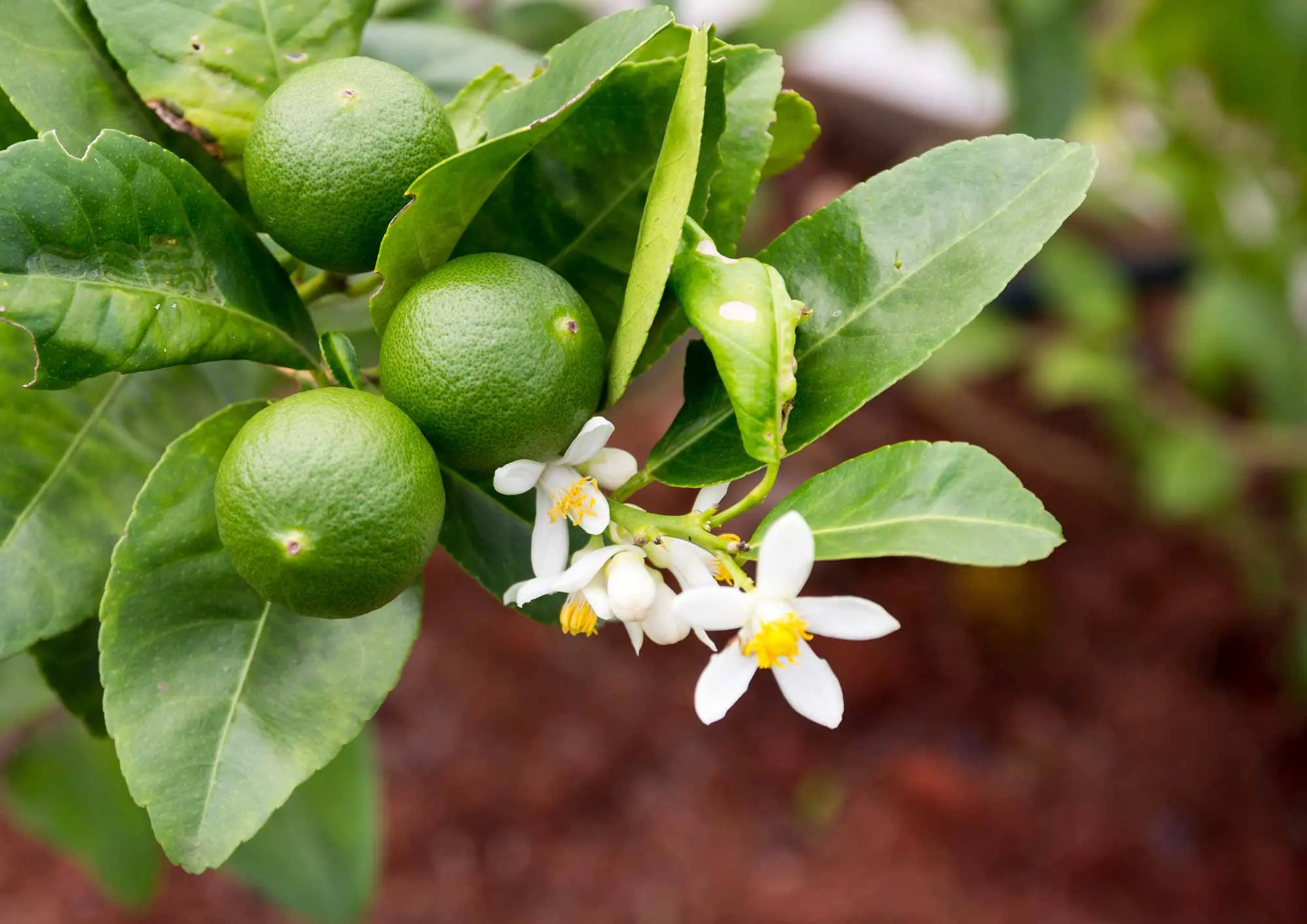 Citrus latifolia