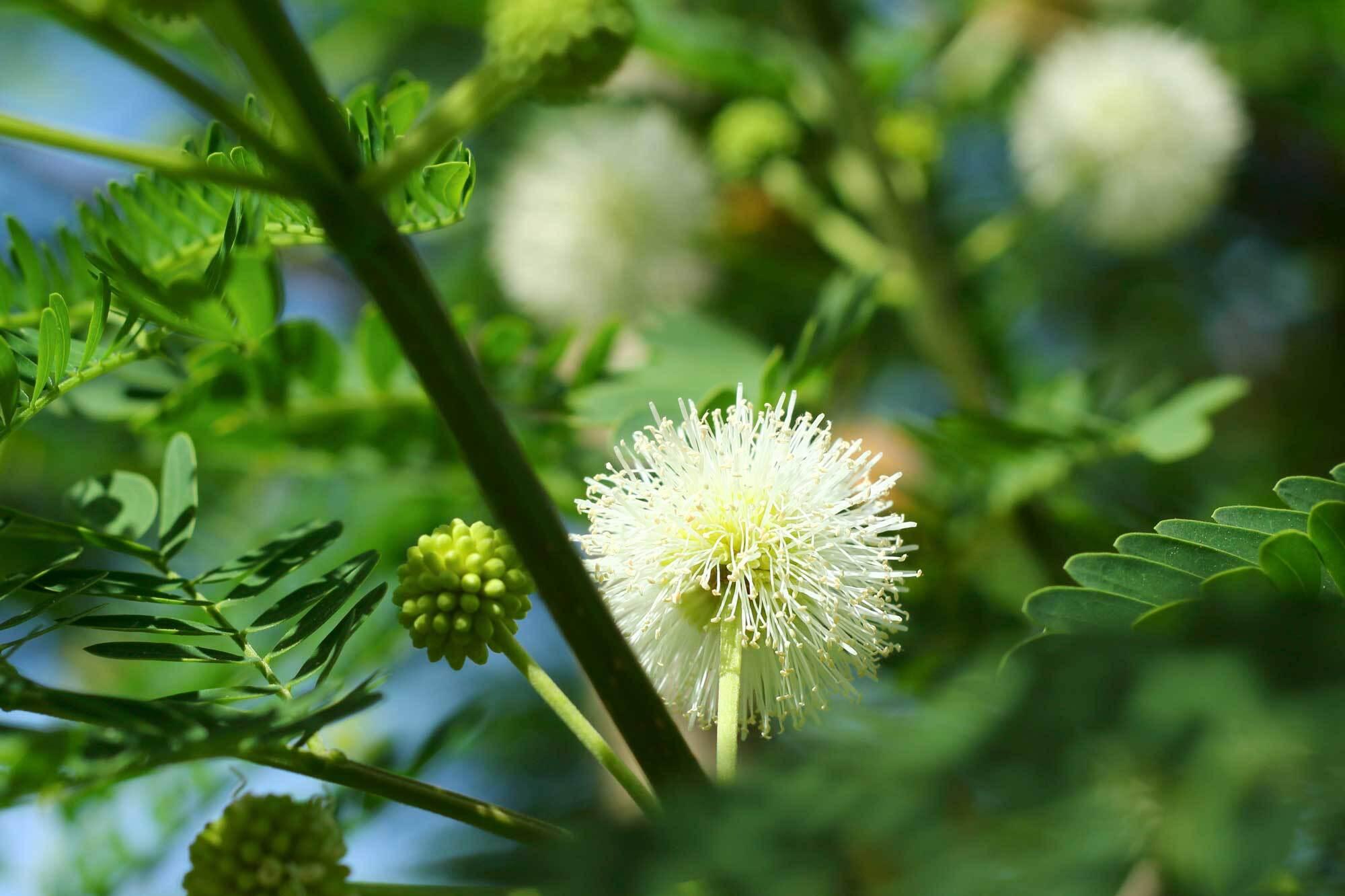 Leucaena leucocephala