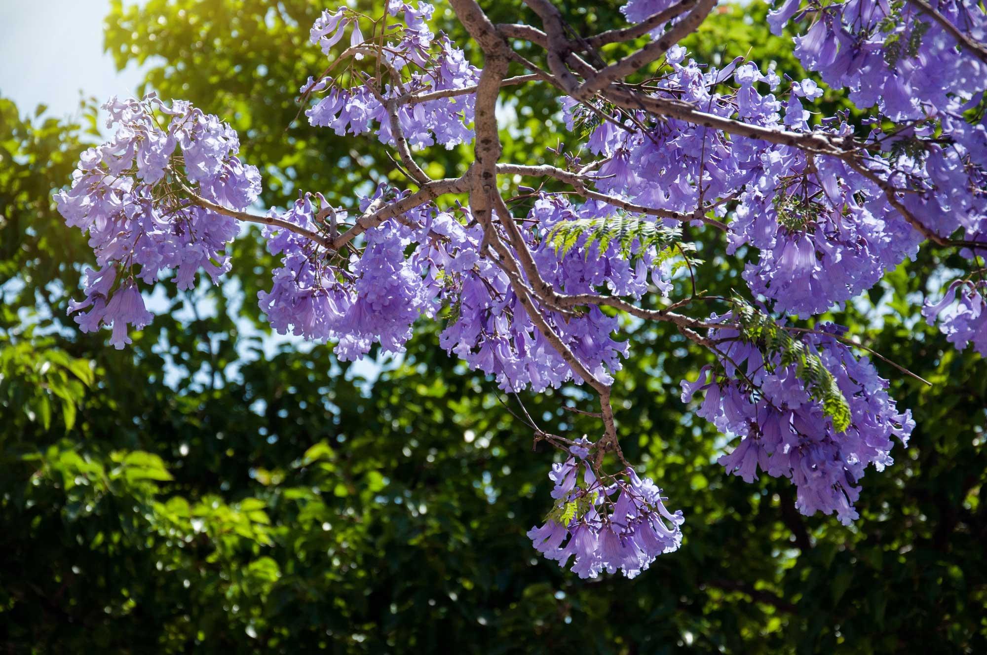 Jacaranda mimosifolia