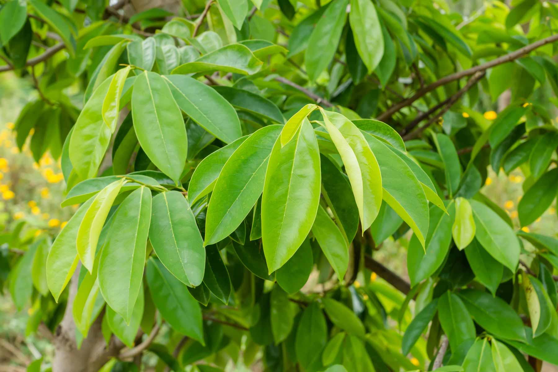 Annona muricata