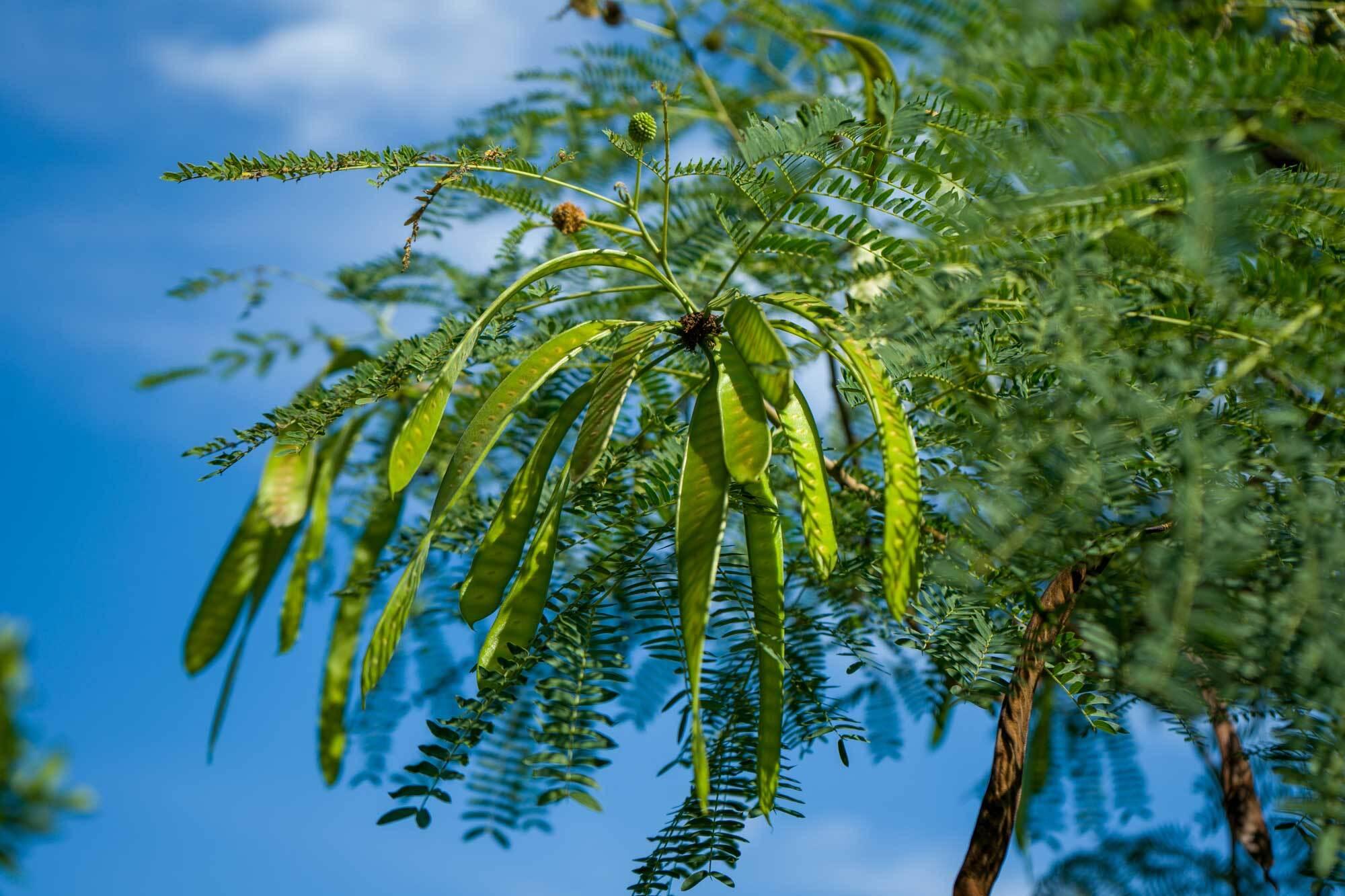 Leucaena leucocephala