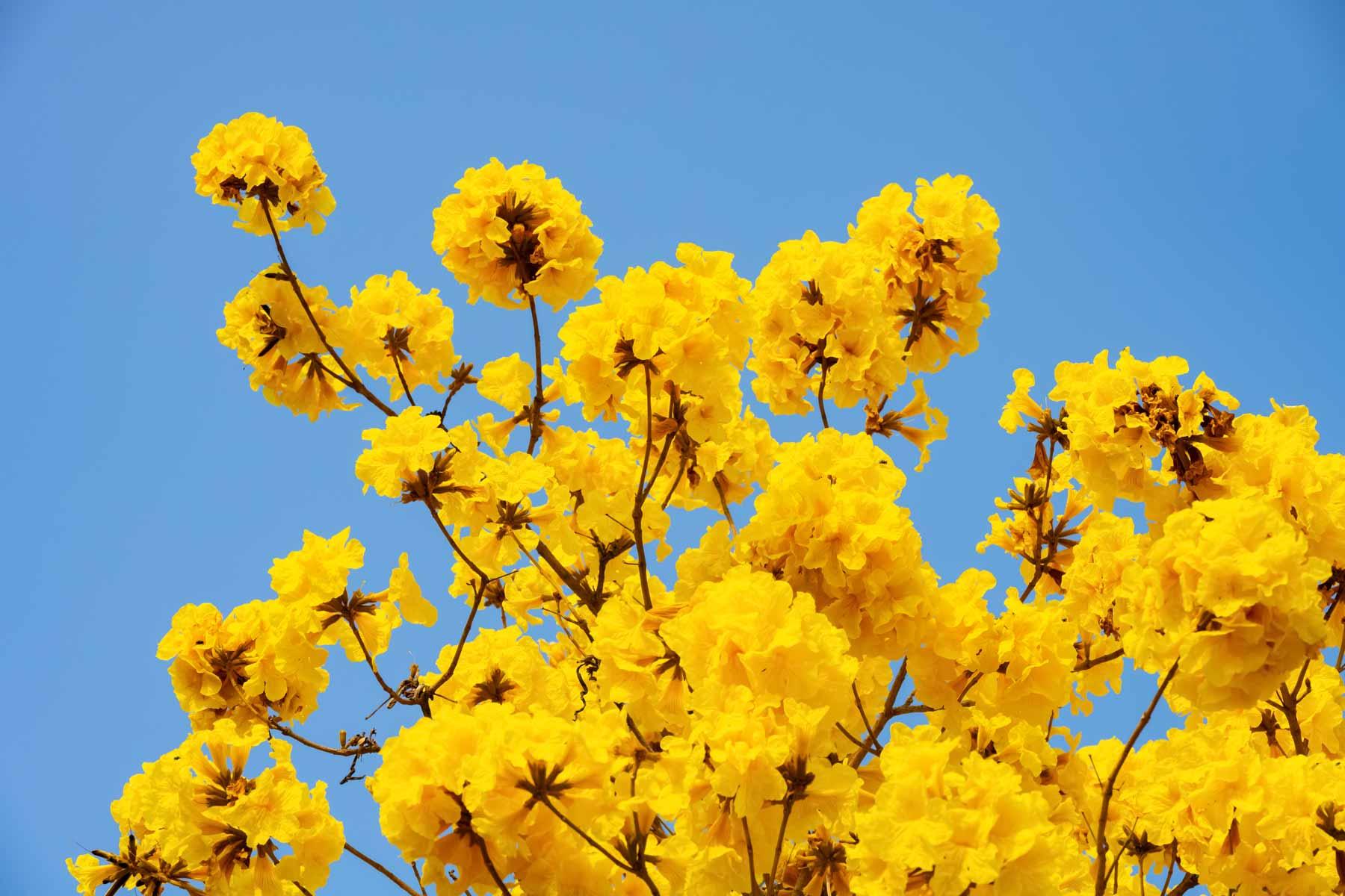 Bignonia chrysantha