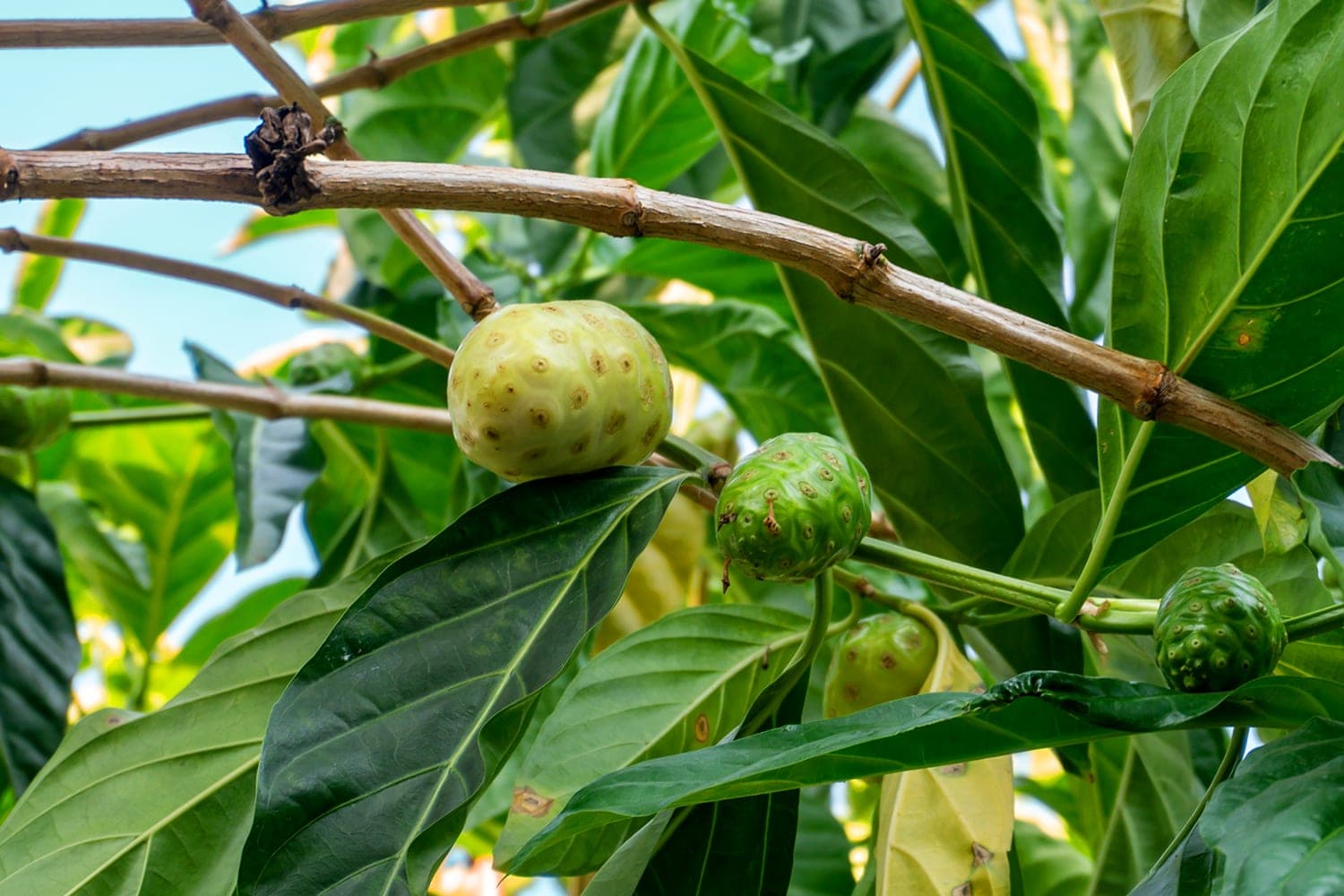 Morinda citrifolia
