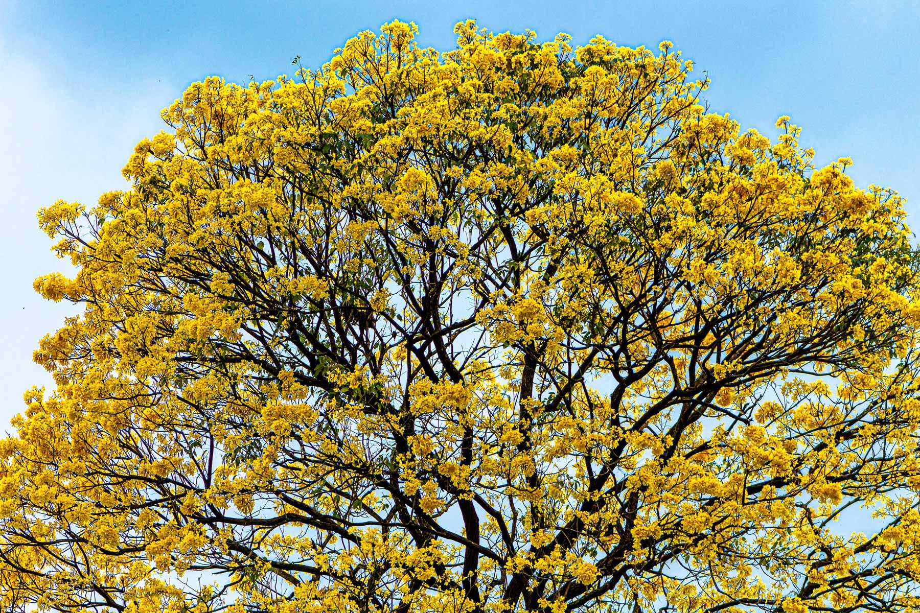 Bignonia chrysantha