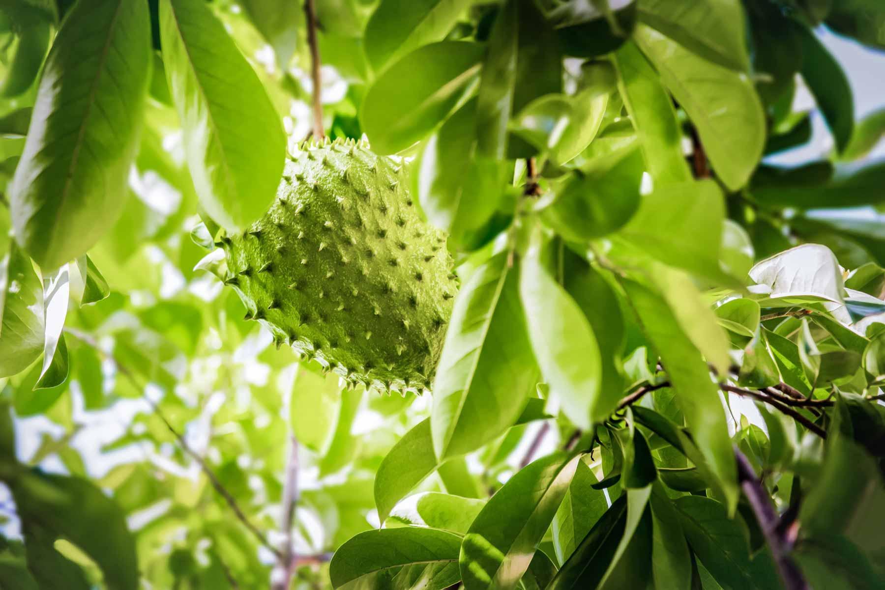 Annona muricata
