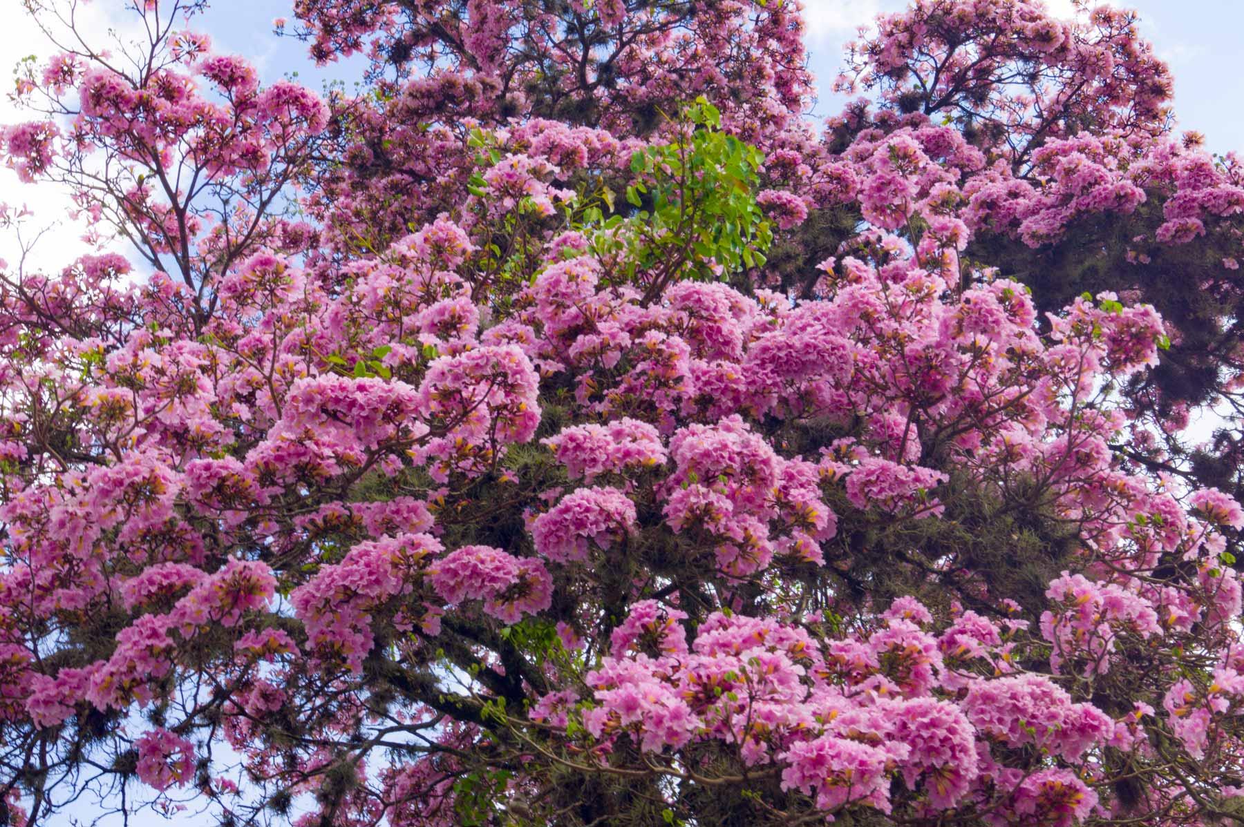 Tabebuia rosea